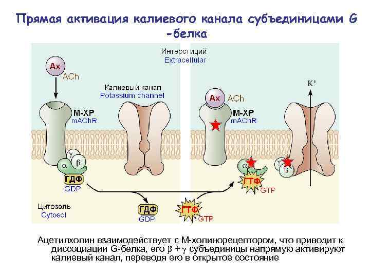 Прямая активация калиевого канала субъединицами G -белка Ацетилхолин взаимодействует с М-холинорецептором, что приводит к