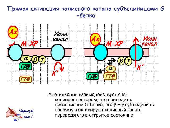 Прямая активация калиевого канала субъединицами G -белка Ацетилхолин взаимодействует с Мхолинорецептором, что приводит к