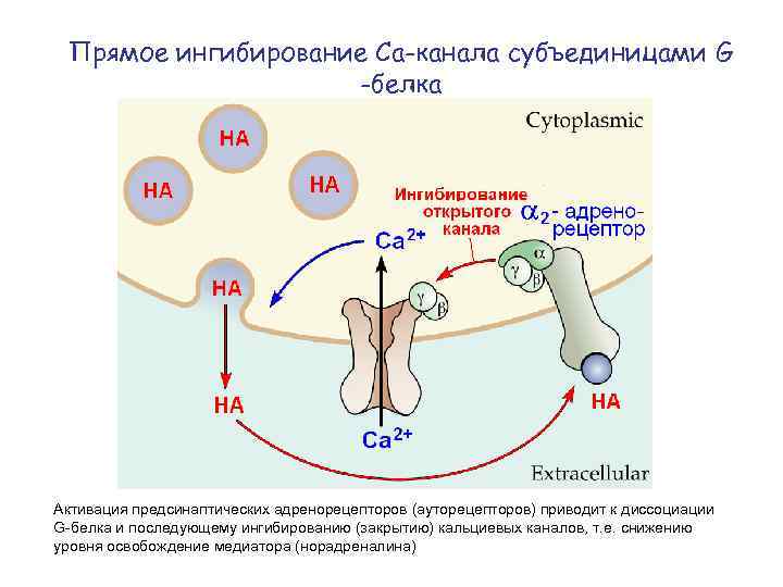 Прямое ингибирование Са-канала субъединицами G -белка Активация предсинаптических адренорецепторов (ауторецепторов) приводит к диссоциации G-белка