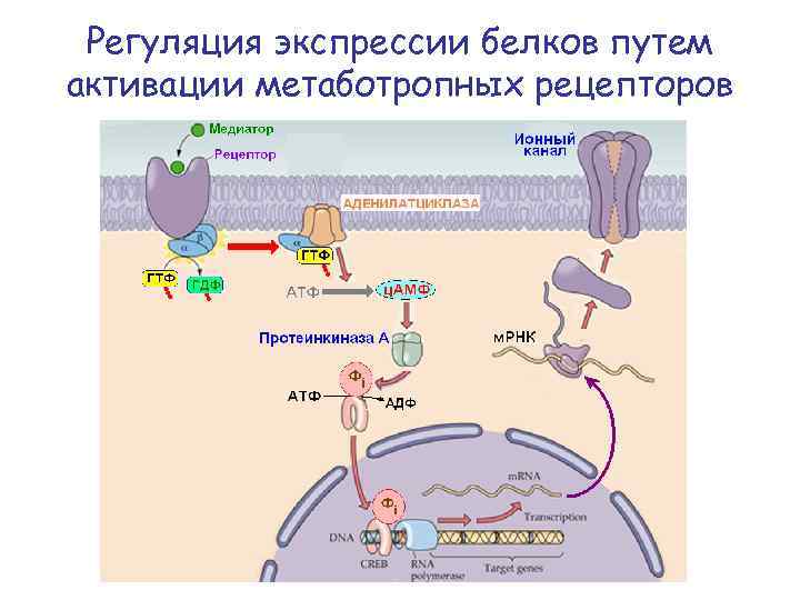Регуляция экспрессии белков путем активации метаботропных рецепторов 