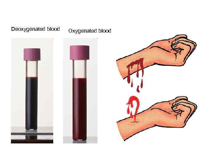 Deoxygenated blood Oxygenated blood 