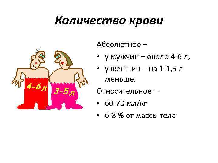 Количество крови Абсолютное – • у мужчин – около 4 -6 л, • у