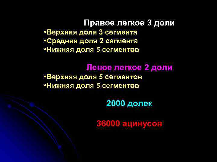 Правое легкое 3 доли • Верхняя доля 3 сегмента • Средняя доля 2 сегмента