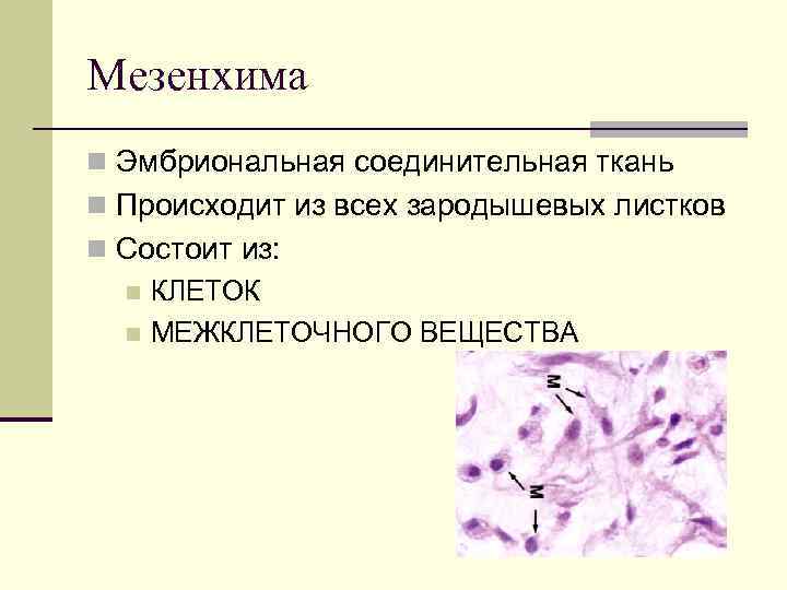 Мезенхима n Эмбриональная соединительная ткань n Происходит из всех зародышевых листков n Состоит из: