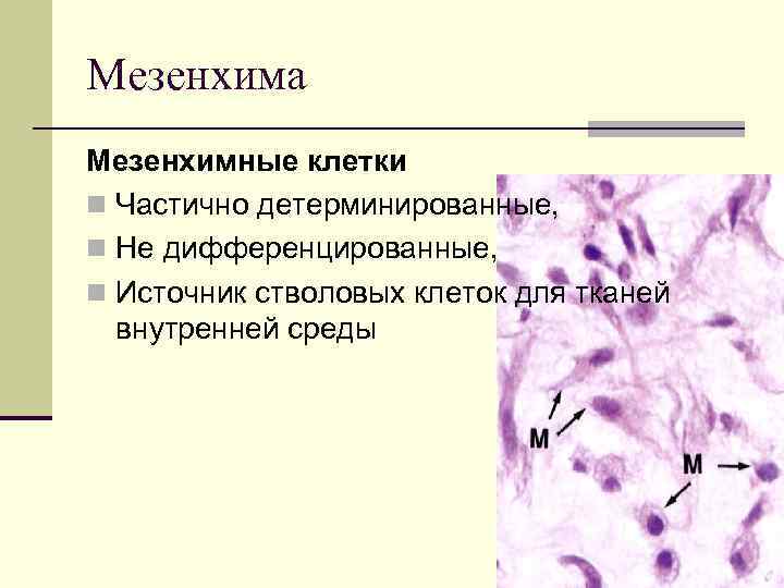 Мезенхима Мезенхимные клетки n Частично детерминированные, n Не дифференцированные, n Источник стволовых клеток для