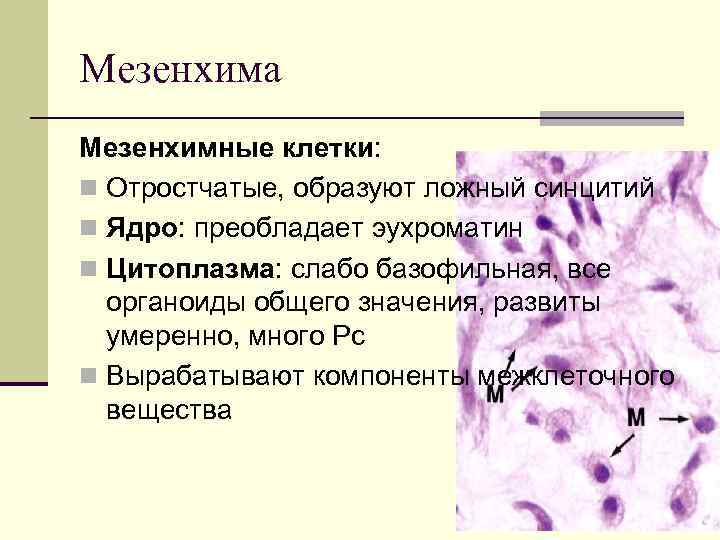 Мезенхима Мезенхимные клетки: n Отростчатые, образуют ложный синцитий n Ядро: преобладает эухроматин n Цитоплазма: