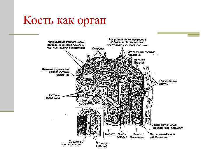 Кость как орган. Кость как орган строение кости. Строение кости как органа рисунок. Общий план строения кости. План строения костной ткани.