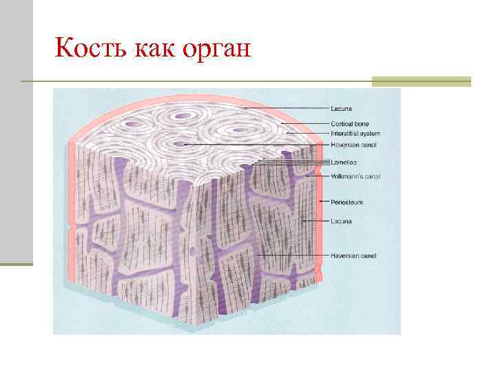 Кость как орган 