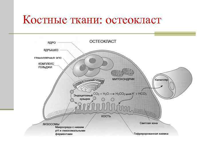 Схема строение остеокласта