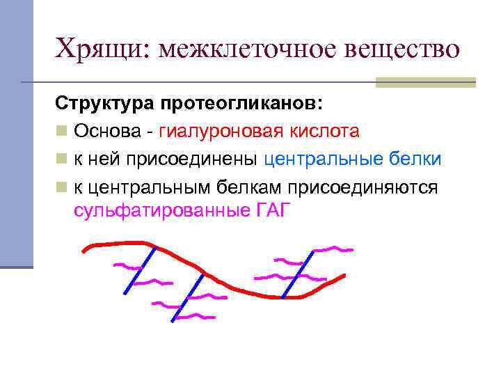 Хрящи: межклеточное вещество Структура протеогликанов: n Основа - гиалуроновая кислота n к ней присоединены