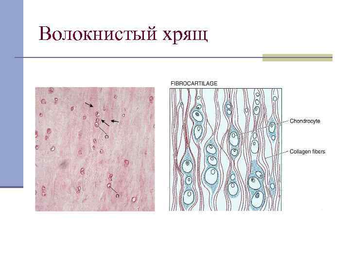 Волокнистый хрящ рисунок с подписями