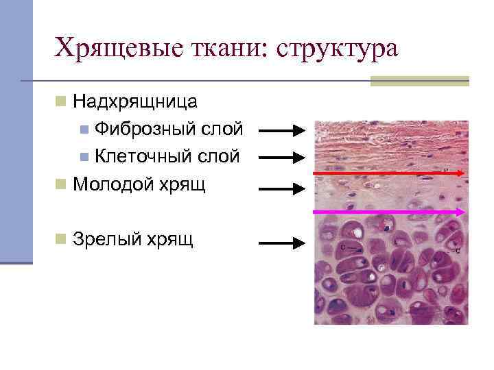 Какая ткань изображена на картинке хрящевые ткани