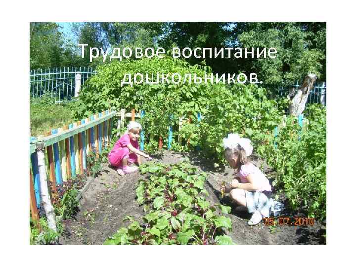 Трудовое воспитание дошкольников. 