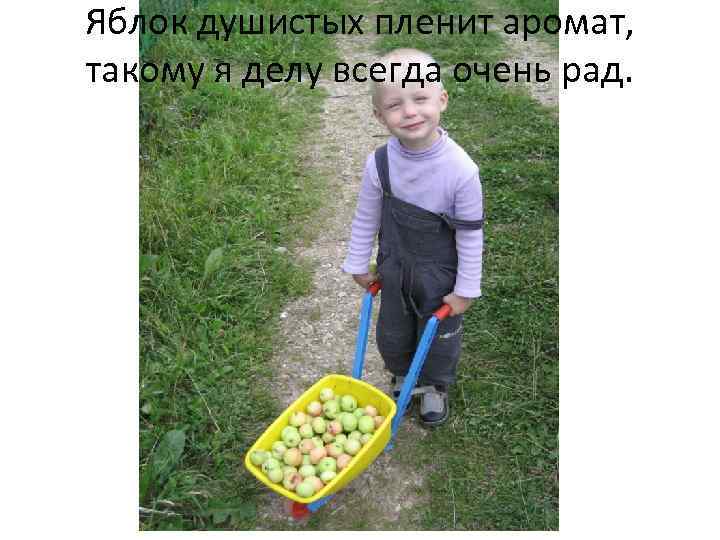 Яблок душистых пленит аромат, такому я делу всегда очень рад. 