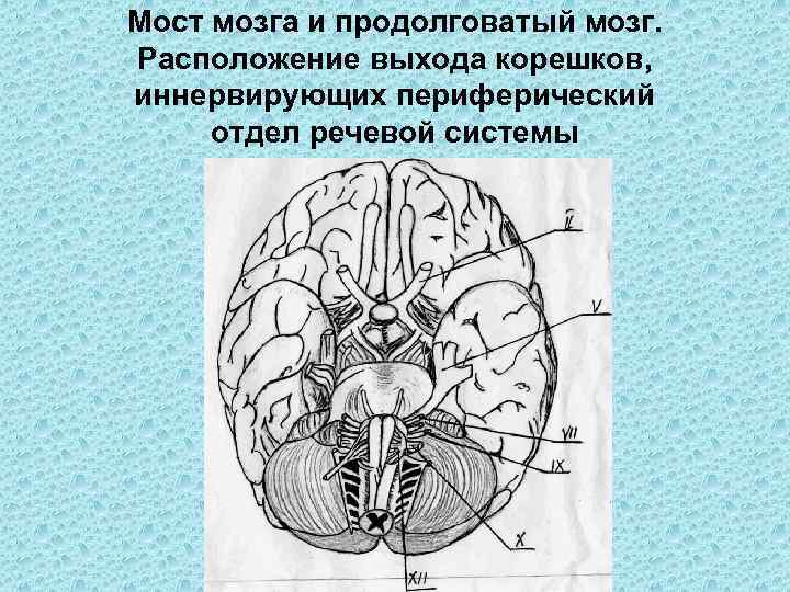 Мост мозга и продолговатый мозг. Расположение выхода корешков, иннервирующих периферический отдел речевой системы 