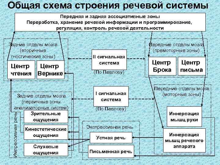 Общая схема строения речевой системы Передняя и задняя ассоциативные зоны Переработка, хранение речевой информации
