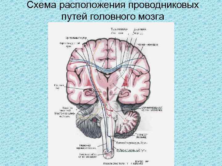 Схема расположения проводниковых путей головного мозга 