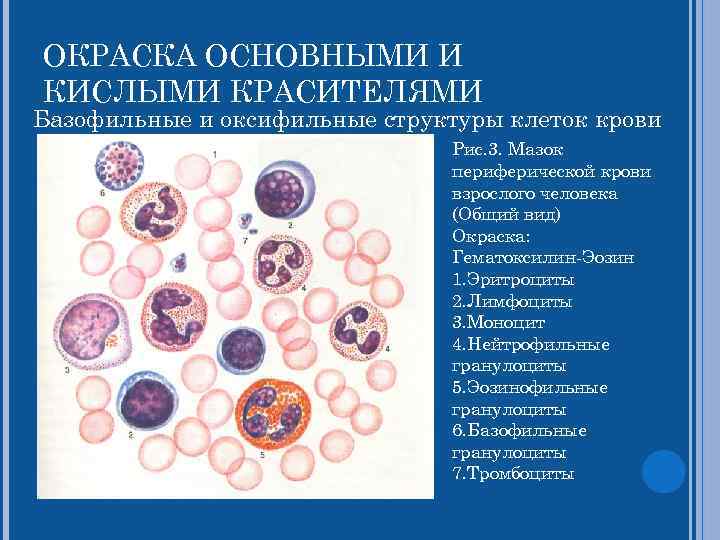 ОКРАСКА ОСНОВНЫМИ И КИСЛЫМИ КРАСИТЕЛЯМИ Базофильные и оксифильные структуры клеток крови Рис. 3. Мазок