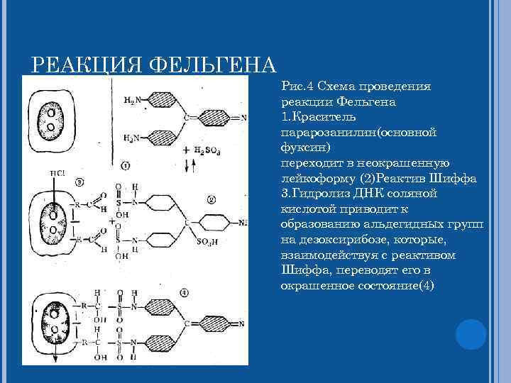 РЕАКЦИЯ ФЕЛЬГЕНА Рис. 4 Схема проведения реакции Фельгена 1. Краситель парарозанилин(основной фуксин) переходит в