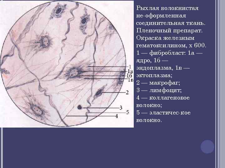 Соединительная ткань в копрограмме фото