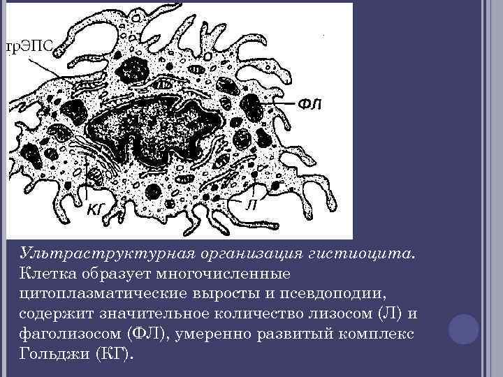 Макрофаг рисунок гистология