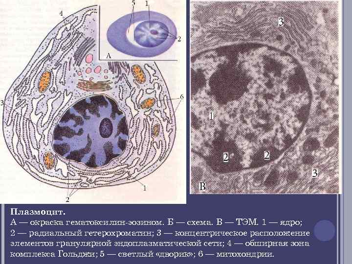 Плазмоцит. А — окраска гематоксилин эозином. Б — схема. В — ТЭМ. 1 —