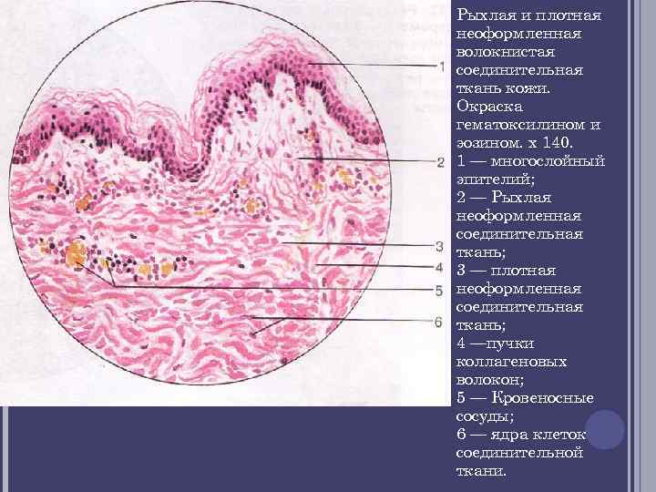 Плотная волокнистая неоформленная соединительная ткань рисунок