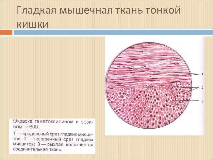 Гладкая мышечная ткань рисунок с подписями