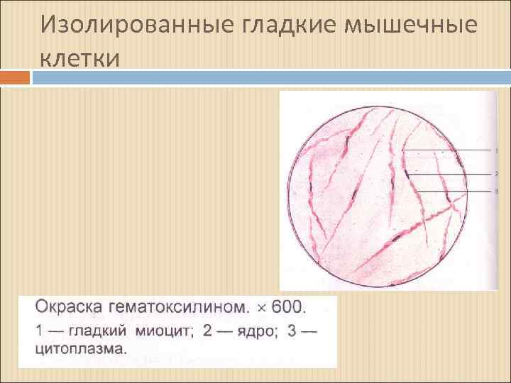 Изображение гладкой мышечной ткани