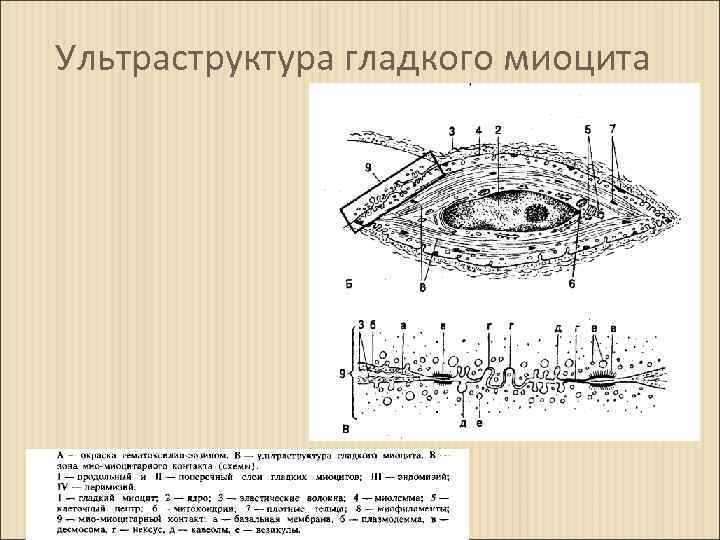 Схема гладкомышечной клетки