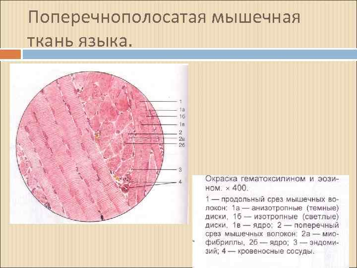 Поперечнополосатая скелетная мышечная ткань схема