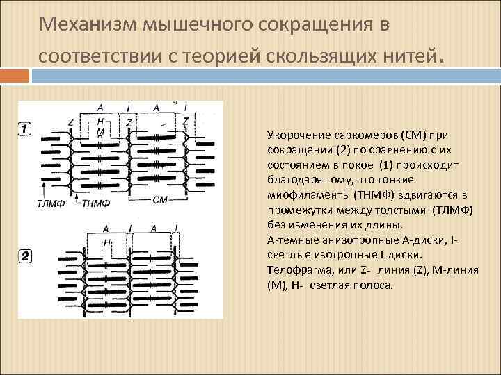 Схема мышечного сокращения