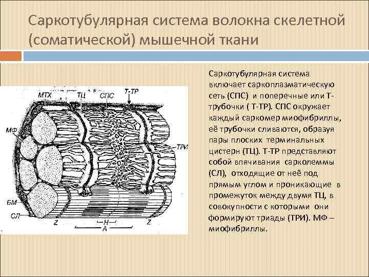 Схема саркомера миофибриллы мышечного волокна