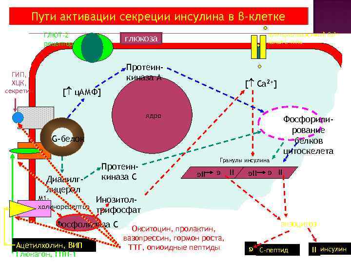 Пути активации секреции инсулина в β-клетке ГЛЮТ-2 рецептор ГИП, ХЦК, секретин потенциалзависимый Са 2+канал