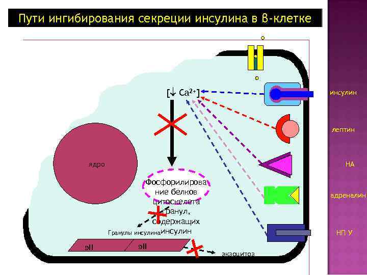 Пути ингибирования секреции инсулина в β-клетке [ Са 2+] инсулин лептин НА ядро Фосфорилирова
