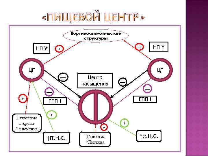 Кортико-лимбические структуры НП У + + НП Y ЦГ ЦГ ▬ Центр насыщения ▬