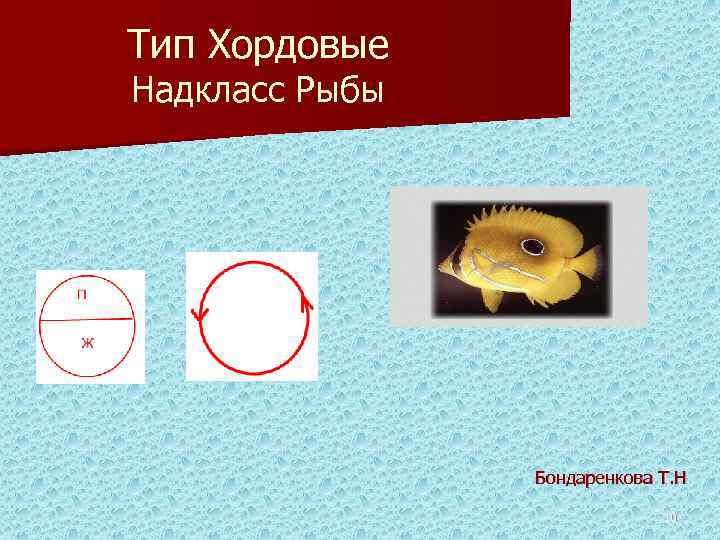 Тип Хордовые Надкласс Рыбы Бондаренкова Т. Н 10 