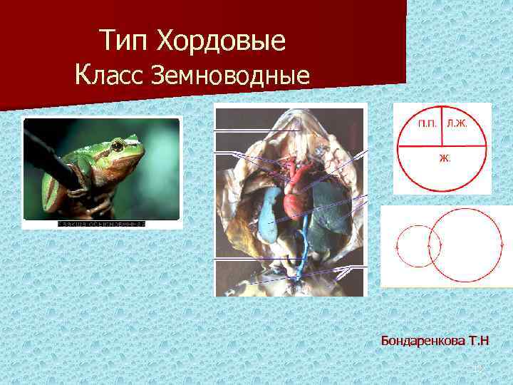 Тип Хордовые Класс Земноводные Бондаренкова Т. Н 12 