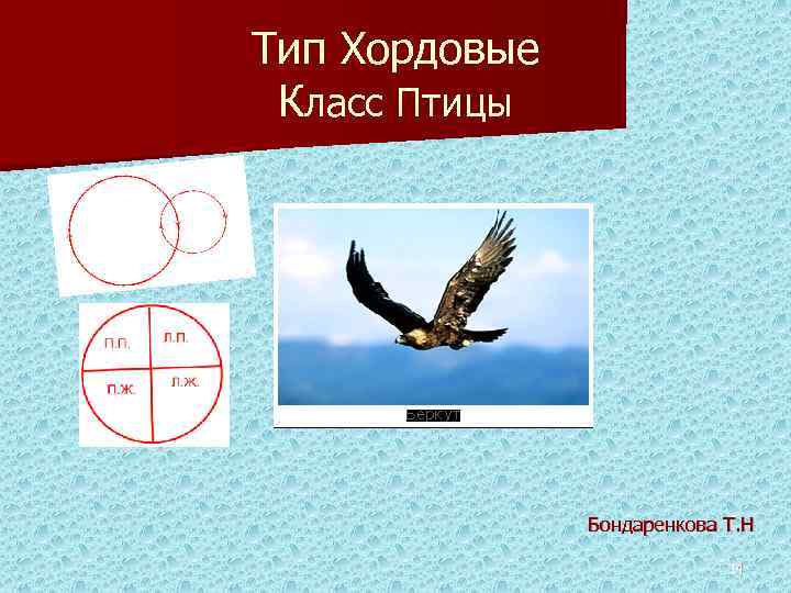 Тип Хордовые Класс Птицы Бондаренкова Т. Н 14 