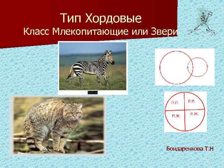 Тип Хордовые Класс Млекопитающие или Звери Бондаренкова Т. Н 15 