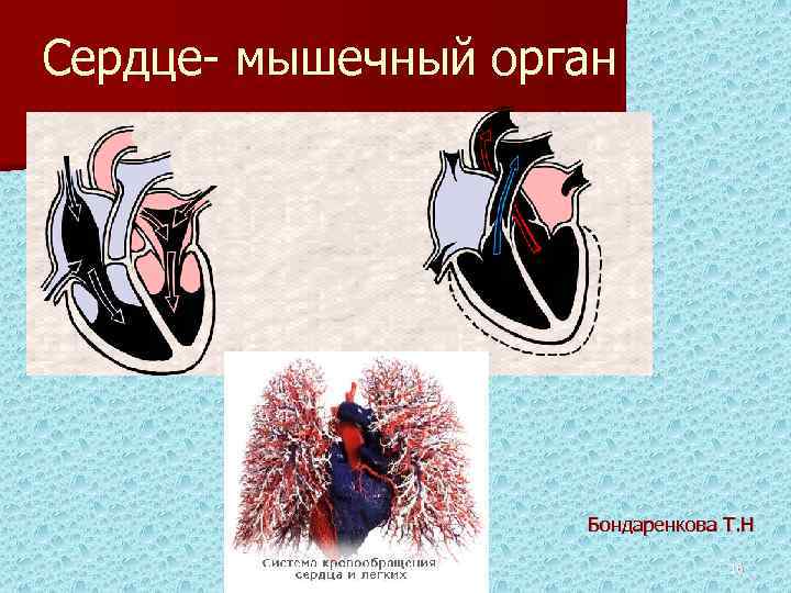 Сердце- мышечный орган Бондаренкова Т. Н 16 