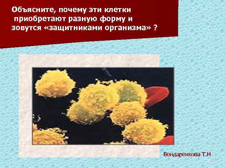 Объясните, почему эти клетки приобретают разную форму и зовутся «защитниками организма» ? Бондаренкова Т.