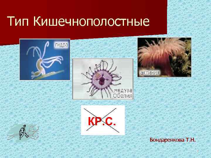 Тип Кишечнополостные Бондаренкова Т. Н. 4 