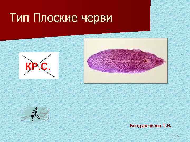 Тип Плоские черви Бондаренкова Т. Н. 5 