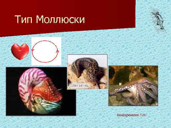 Тип Моллюски Бондаренкова Т. Н. 7 