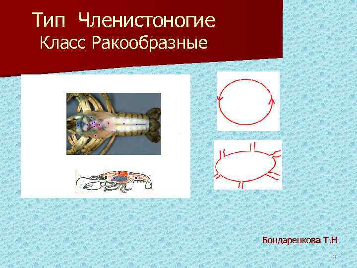 Тип Членистоногие Класс Ракообразные Бондаренкова Т. Н 8 