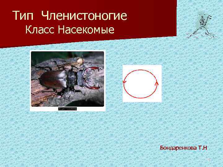 Тип Членистоногие Класс Насекомые Бондаренкова Т. Н 9 
