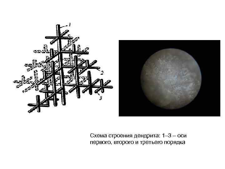 Схема строения дендрита: 1– 3 – оси первого, второго и третьего порядка 