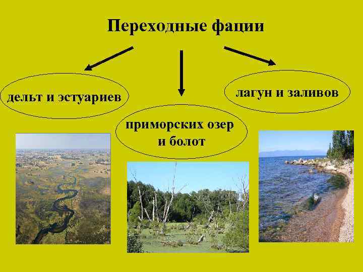 Переходные фации лагун и заливов дельт и эстуариев приморских озер и болот 