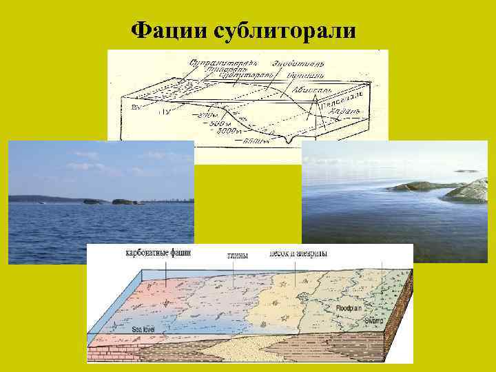 Фации сублиторали 